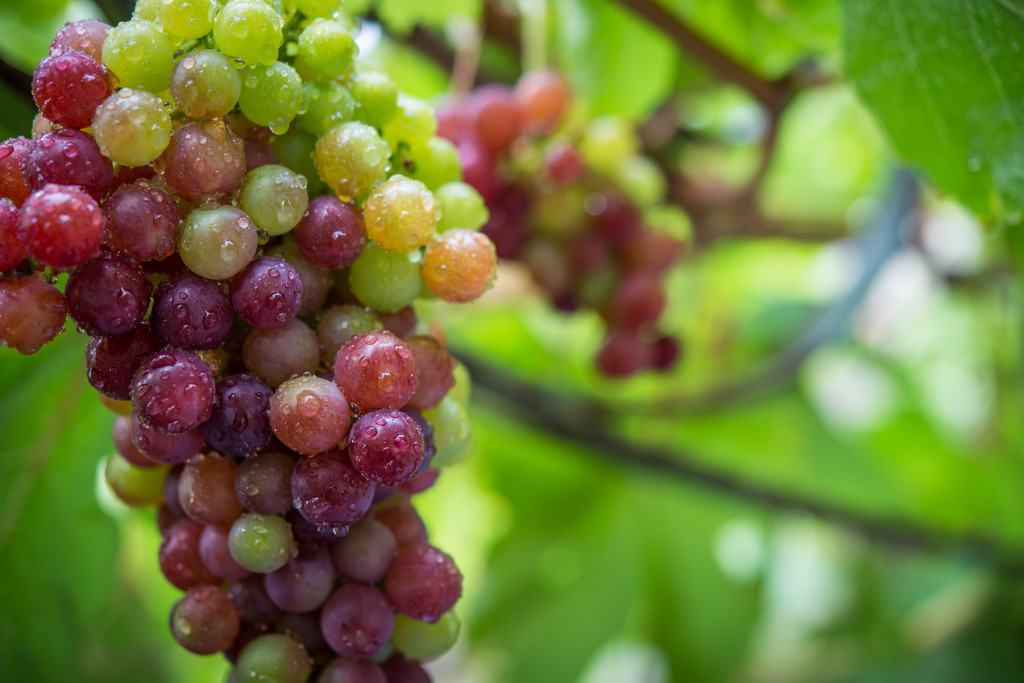 Enfiher Product Family: A Balanced, Target-Oriented and Holistic Approach to Plant Nutrition